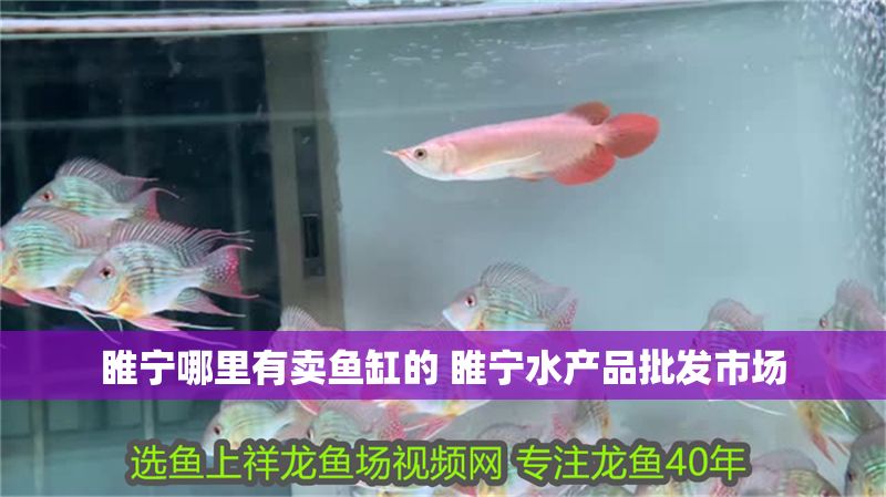 睢寧哪里有賣魚缸的 睢寧水產品批發市場