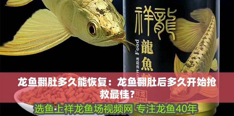 龍魚翻肚多久能恢復：龍魚翻肚后多久開始搶救最佳？