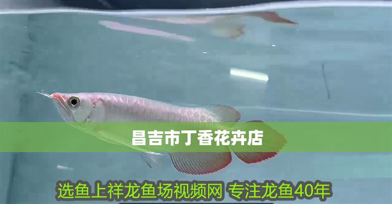 昌吉市丁香花卉店