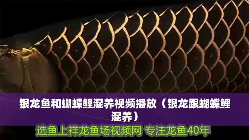 銀龍魚和蝴蝶鯉混養視頻播放（銀龍跟蝴蝶鯉混養）