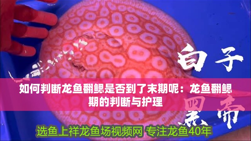 如何判斷龍魚翻鰓是否到了末期呢：龍魚翻鰓期的判斷與護理