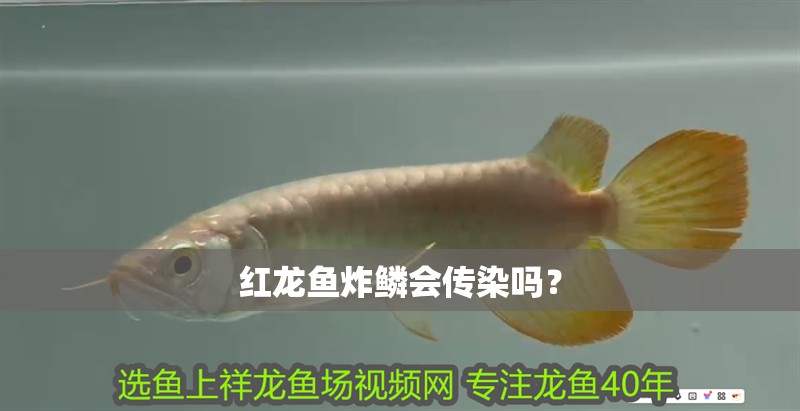 我的虎魚真菌感染了要怎么處理 紅龍魚炸鱗會(huì)傳染嗎? 龍魚百科 紅龍魚炸鱗會(huì)傳染嗎? 紅龍魚炸鱗會(huì)傳染嗎? 龍魚百科