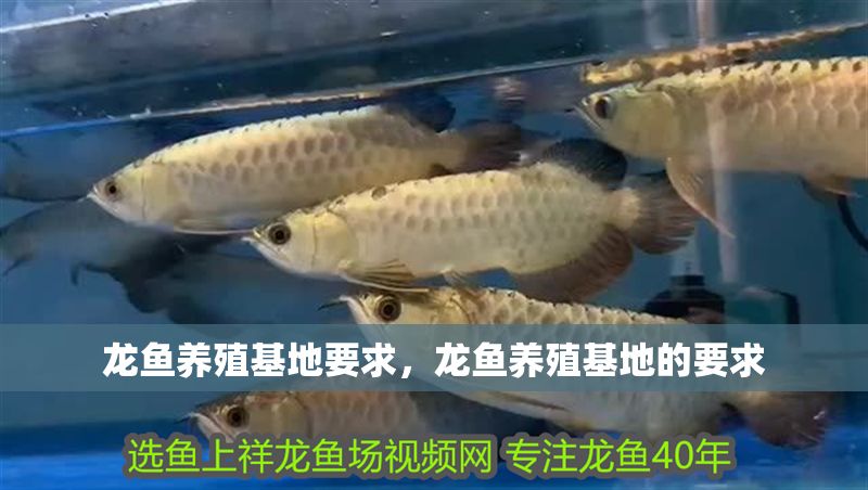 龍魚養殖基地要求，龍魚養殖基地的要求 龍魚養殖基地要求，龍魚養殖基地的要求 龍魚百科 第2張