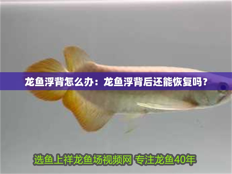 龍魚浮背怎么辦：龍魚浮背后還能恢復嗎？