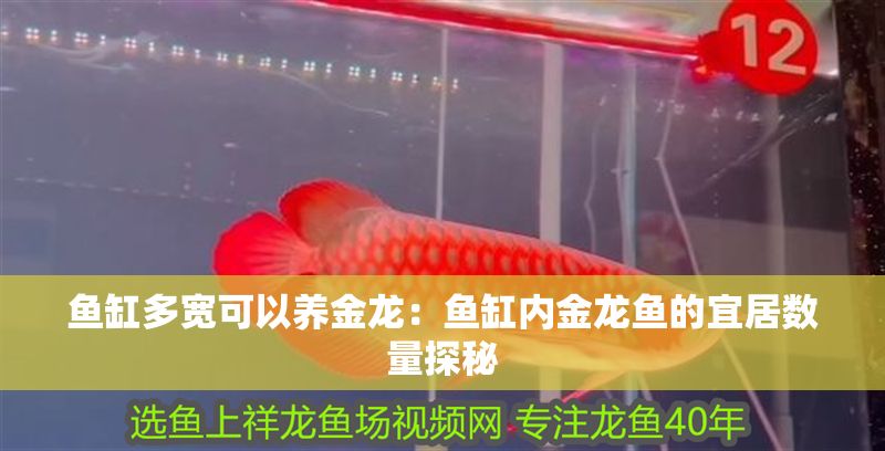 魚缸多寬可以養(yǎng)金龍：魚缸內(nèi)金龍魚的宜居數(shù)量探秘