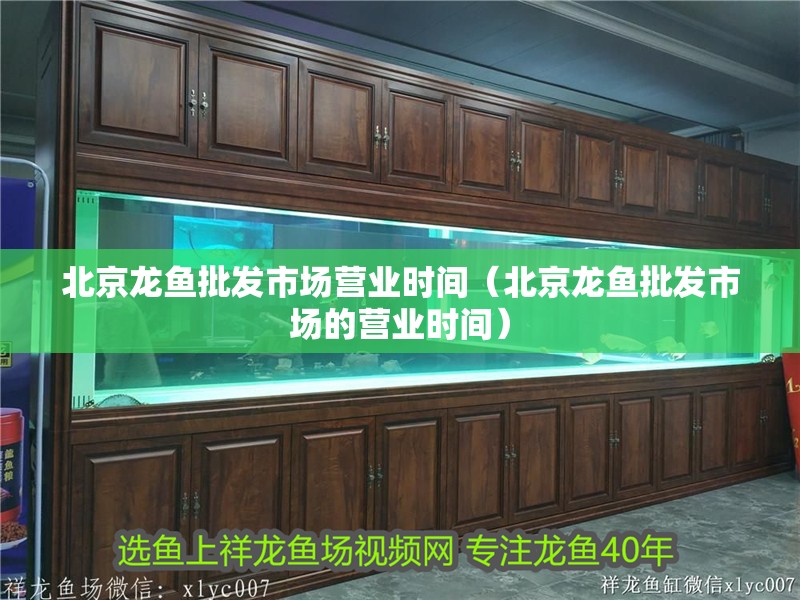 北京龍魚批發(fā)市場營業(yè)時間（北京龍魚批發(fā)市場的營業(yè)時間）