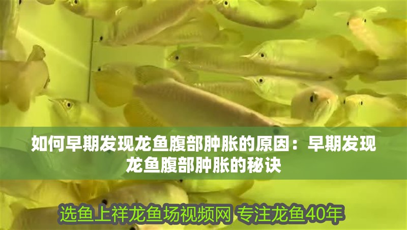 如何早期發(fā)現(xiàn)龍魚腹部腫脹的原因：早期發(fā)現(xiàn)龍魚腹部腫脹的秘訣