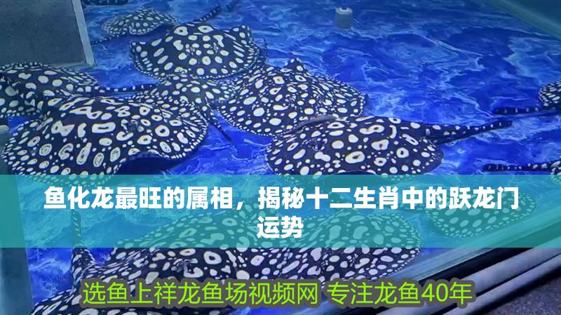魚化龍最旺的屬相，揭秘十二生肖中的躍龍門運勢