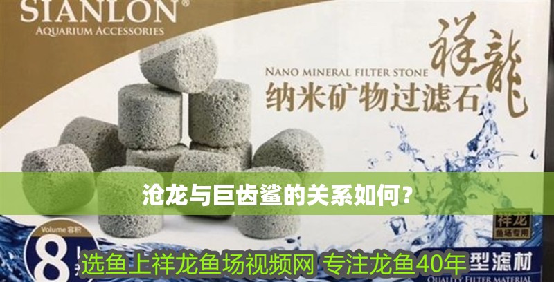 滄龍與巨齒鯊的關(guān)系如何？