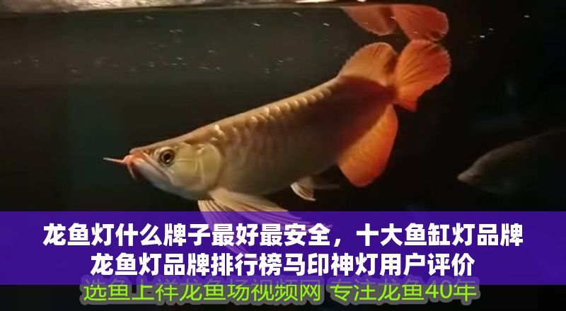 龍魚燈什么牌子最好最安全，十大魚缸燈品牌龍魚燈品牌排行榜馬印神燈用戶評(píng)價(jià)