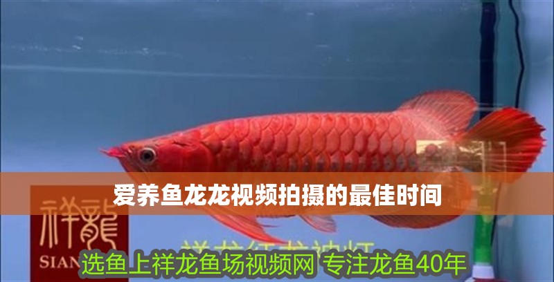 愛養魚龍龍視頻拍攝的最佳時間