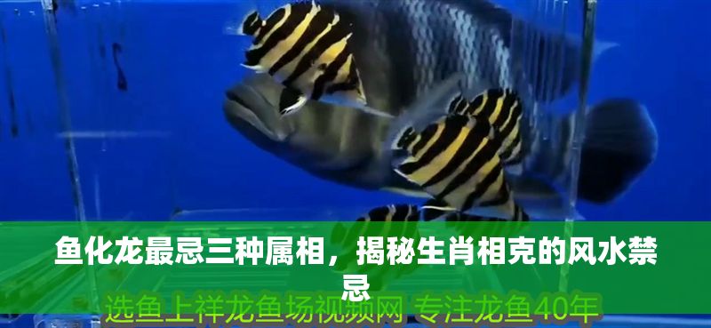 魚化龍最忌三種屬相，揭秘生肖相克的風(fēng)水禁忌