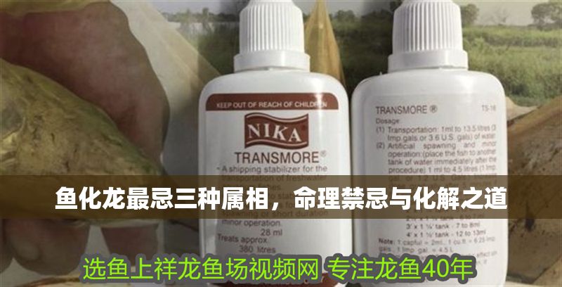 魚化龍最忌三種屬相，命理禁忌與化解之道