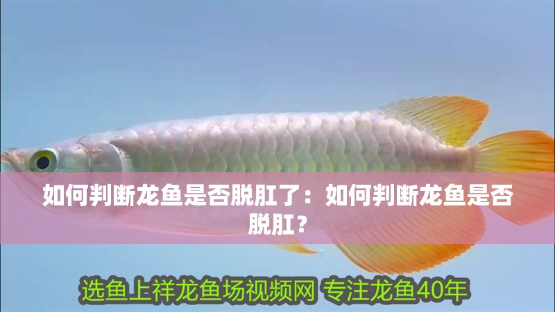 如何判斷龍魚是否脫肛了：如何判斷龍魚是否脫肛？