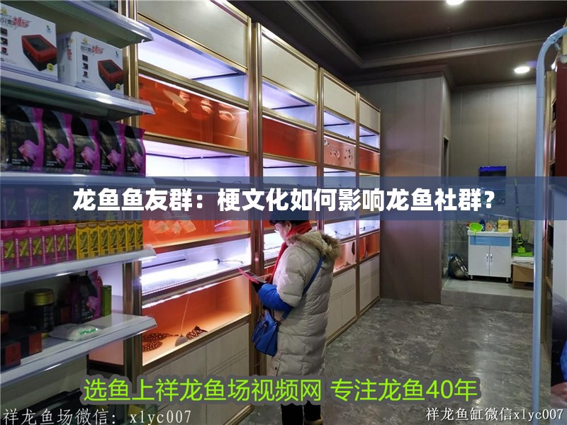 龍魚魚友群：梗文化如何影響龍魚社群？