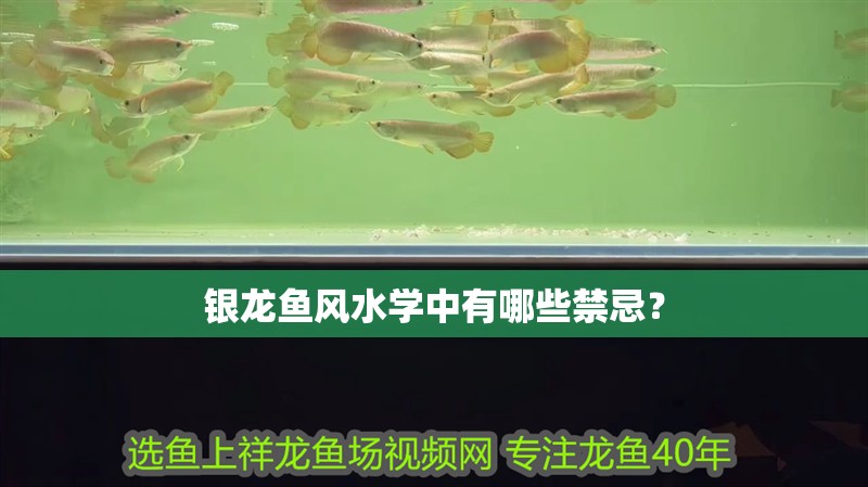 銀龍魚風水學中有哪些禁忌？