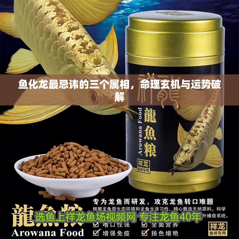 魚化龍最忌諱的三個屬相，命理玄機與運勢破解 魚化龍最忌諱的三個屬相，命理玄機與運勢破解 龍魚百科 第1張