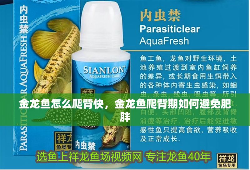 金龍魚怎么爬背快，金龍魚爬背期如何避免肥胖