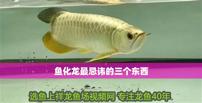 魚化龍最忌諱的三個東西 魚化龍最忌諱的三個東西 龍魚百科 第1張