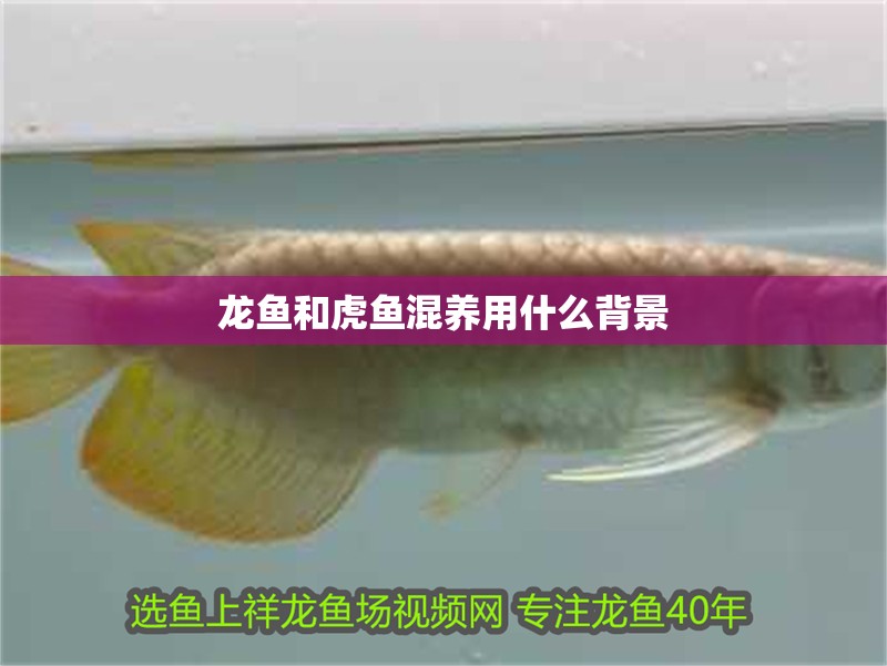 魚(yú)缸用增氧泵價(jià)格是多少:魚(yú)缸增氧機(jī)-xtrac增氧機(jī)-xtrac增氧機(jī) 龍魚(yú)和虎魚(yú)混養(yǎng)用什么背景 龍魚(yú)百科 龍魚(yú)和虎魚(yú)混養(yǎng)用什么背景 龍魚(yú)和虎魚(yú)混養(yǎng)用什么背景 龍魚(yú)百科