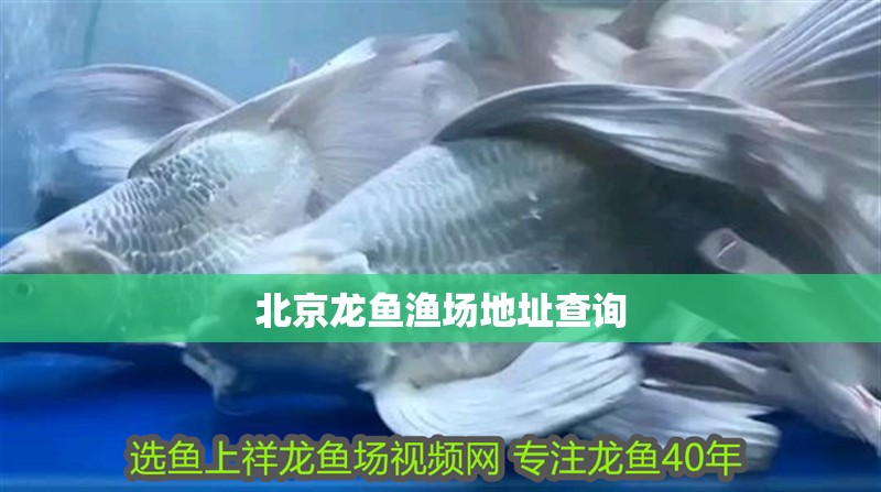 <strong><mark>北京</mark></strong>龍魚漁場地址查詢