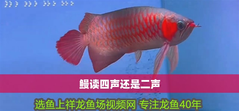 鰻讀四聲還是二聲 鰻讀四聲還是二聲 龍魚百科