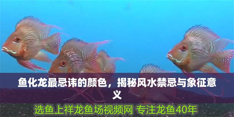 魚化龍最忌諱的顏色，揭秘風(fēng)水禁忌與象征意義