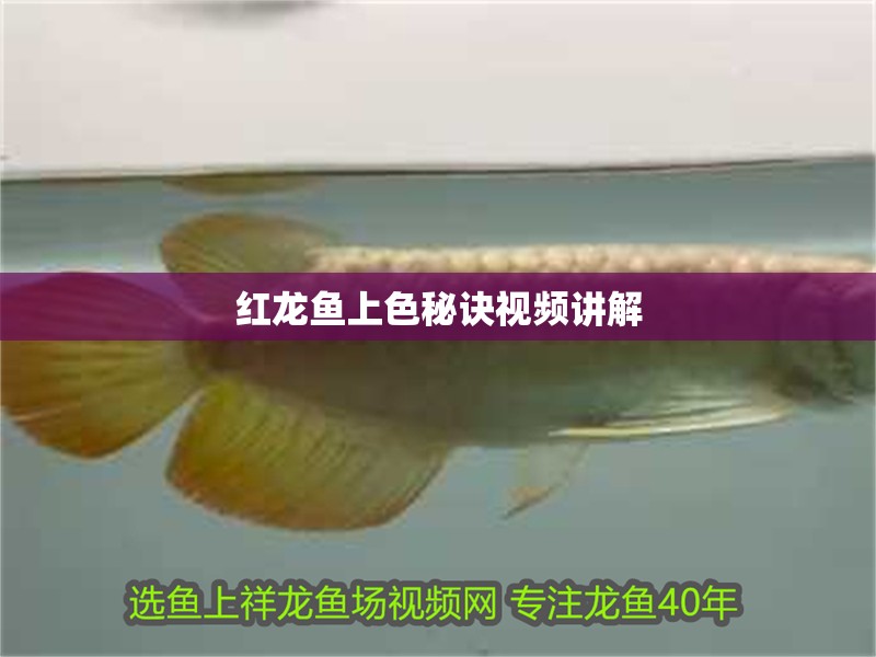 紅龍魚上色秘訣視頻講解 紅龍魚上色秘訣視頻講解 龍魚百科