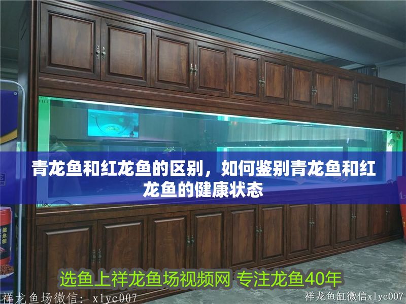 青龍魚和紅龍魚的區(qū)別，如何鑒別青龍魚和紅龍魚的健康狀態(tài)