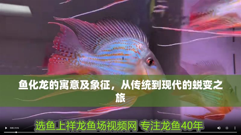 魚化龍的寓意及象征，從傳統到現代的蛻變之旅