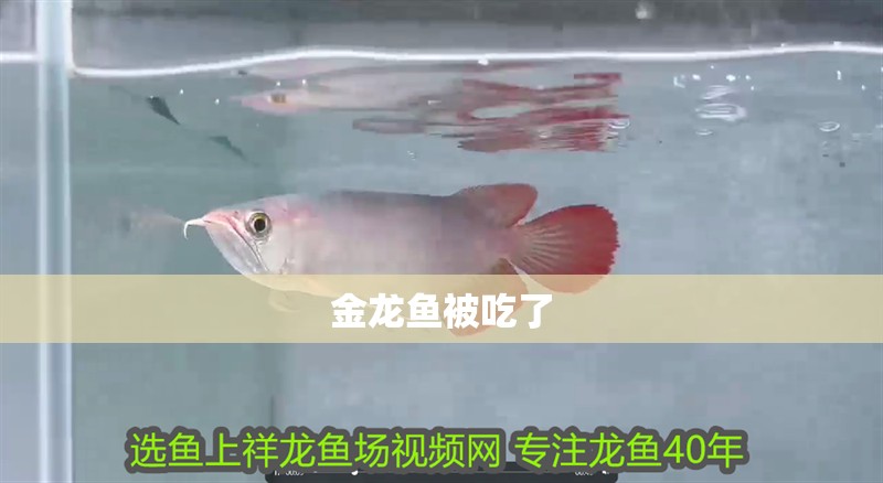 金龍魚被吃了