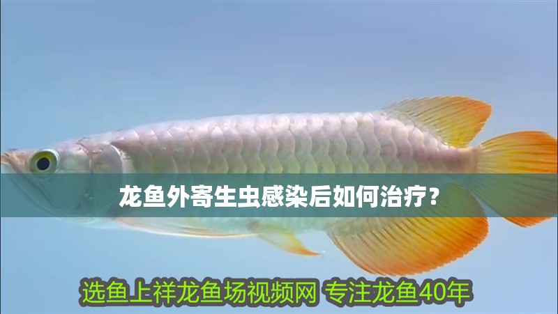 龍魚外寄生蟲感染后如何治療？