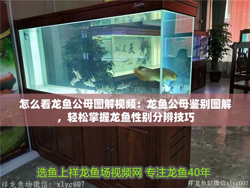怎么看龍魚公母圖解視頻：龍魚公母鑒別圖解，輕松掌握龍魚性別分辨技巧