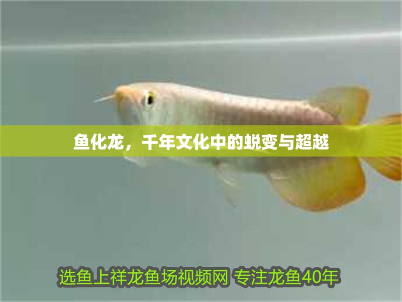 魚(yú)化龍，千年文化中的蛻變與超越