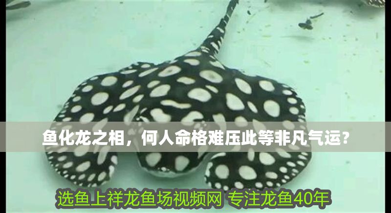 魚化龍之相，何人命格難壓此等非凡氣運？