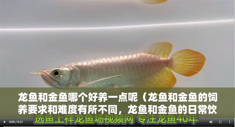 龍魚和金魚哪個好養一點呢（龍魚和金魚的飼養要求和難度有所不同，龍魚和金魚的日常飲食差異）