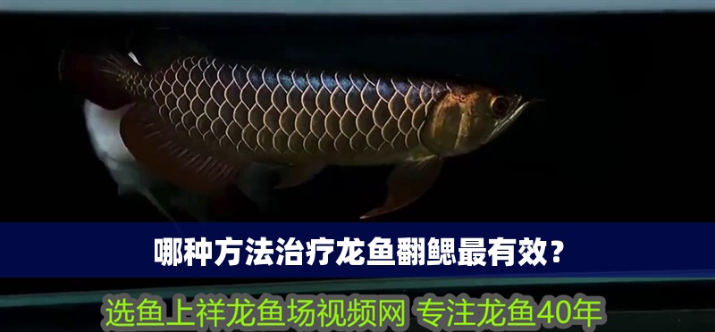 哪種方法治療龍魚翻鰓最有效？