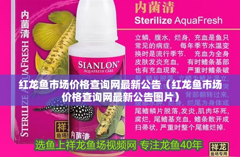 紅龍魚市場價格查詢網最新公告（紅龍魚市場價格查詢網最新公告圖片）