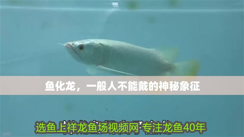 魚化龍，一般人不能戴的神秘象征