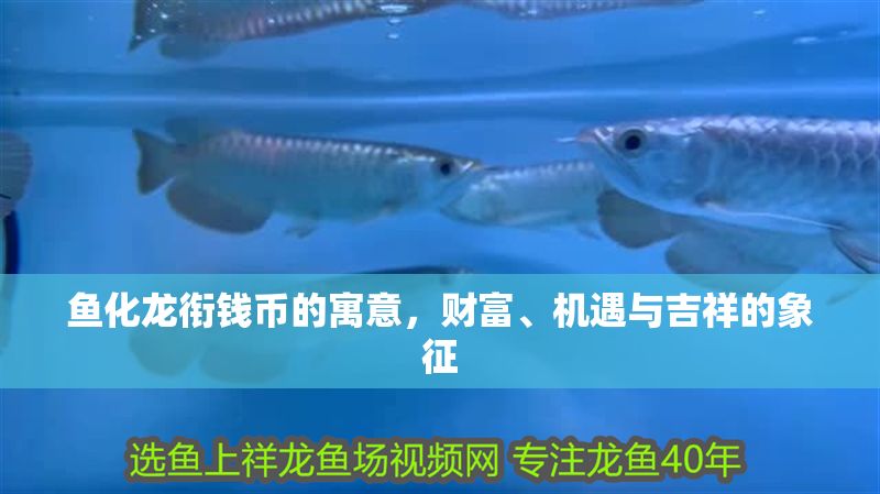 魚化龍銜錢幣的寓意，財富、機遇與吉祥的象征