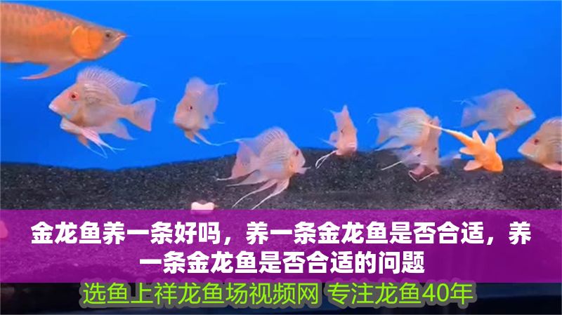 金龍魚養(yǎng)一條好嗎，養(yǎng)一條金龍魚是否合適，養(yǎng)一條金龍魚是否合適的問題