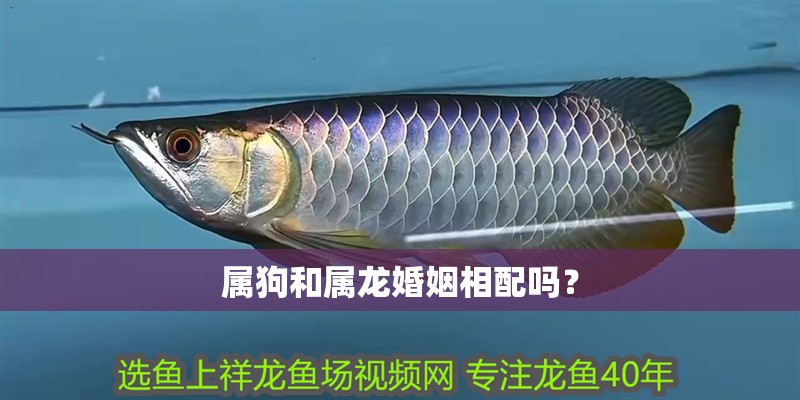 屬狗和屬龍婚姻相配嗎？