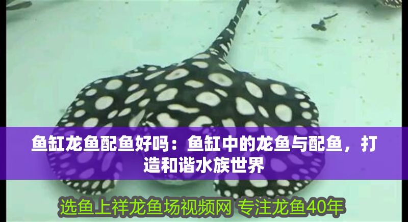 魚缸龍魚配魚好嗎：魚缸中的龍魚與配魚，打造和諧水族世界