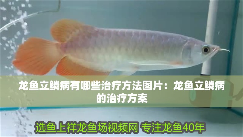 龍魚立鱗病有哪些治療方法圖片：龍魚立鱗病的治療方案