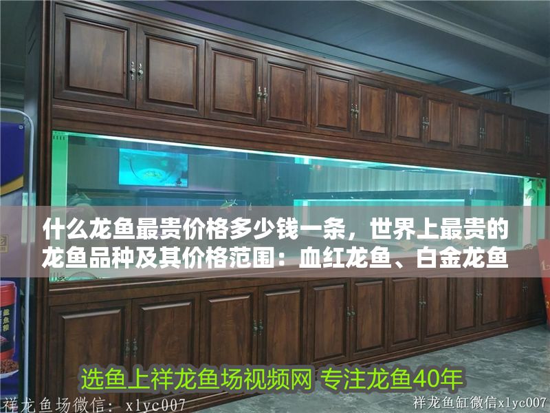 什么龍魚最貴價格多少錢一條，世界上最貴的龍魚品種及其價格范圍：血紅龍魚、白金龍魚