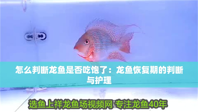 怎么判斷龍魚是否吃飽了：龍魚恢復期的判斷與護理