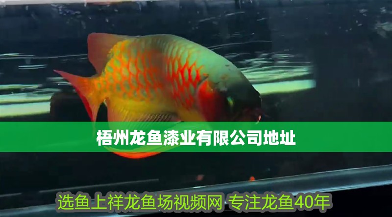 梧州龍魚(yú)漆業(yè)有限公司地址