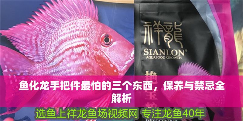 魚化龍手把件最怕的三個東西，保養與禁忌全解析