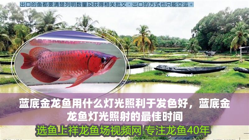 藍底金龍魚用什么燈光照利于發(fā)色好，藍底金龍魚燈光照射的最佳時間