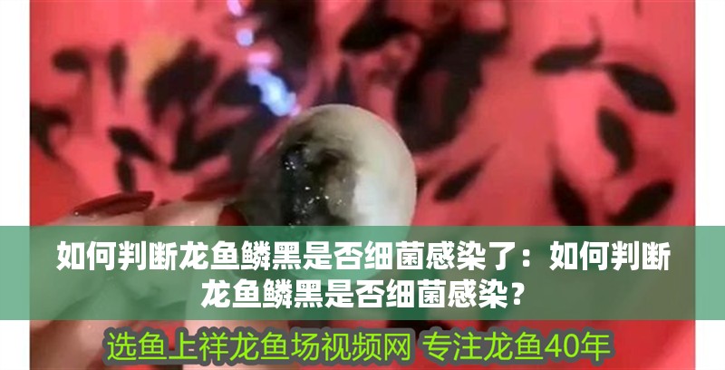 如何判斷龍魚鱗黑是否細菌感染了：如何判斷龍魚鱗黑是否細菌感染？